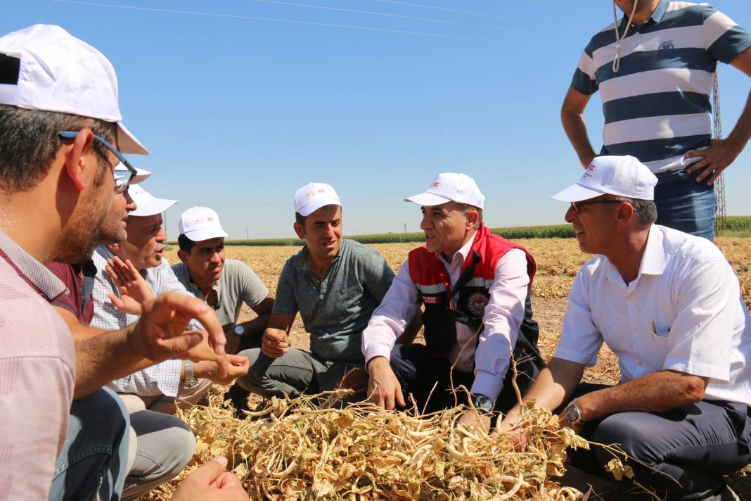 Konya’da sofraların 'kuru'sunun hasadı sürüyor 2